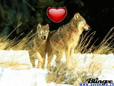 The male wolf protects his she-friend Picture #89439482 | Blingee.com