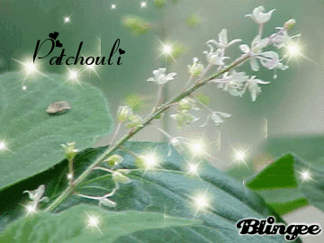 Patchouli