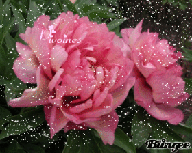 Pivoines