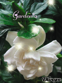 Gardenia