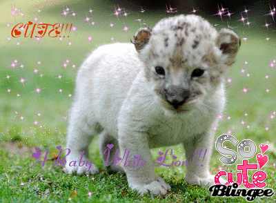 Baby White Lion