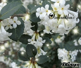Osmanthus
