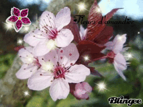 Fleurs d'amandier
