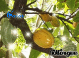 Cacao