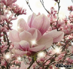 Magnolia