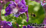LES FLEURS DE BERNADETTE.