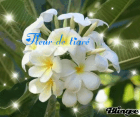 Fleur de tiar&eacute;