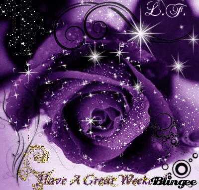 Rose purpel
