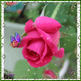 The rose of the early morning The rose of the early morning