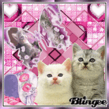 Cats
