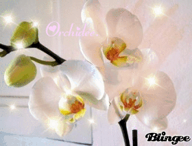 Orchid&eacute;e