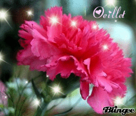Oeillet