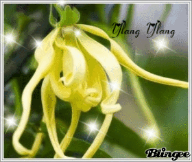 Ylang Ylang
