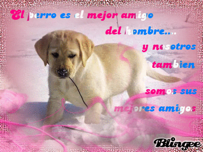 imagem de el perro