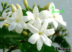 Jasmin