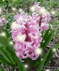 Jacinthe