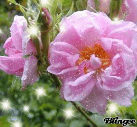 rose