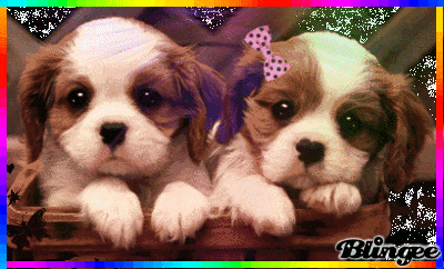 Cani Dolci Picture 93003875 Blingee Com