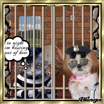 Cat In Jail Picture #94467653 | Blingee.com