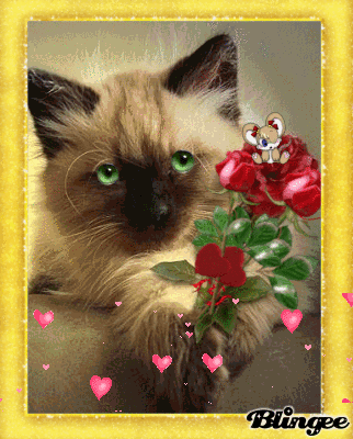Download Freundschaftsblume HD