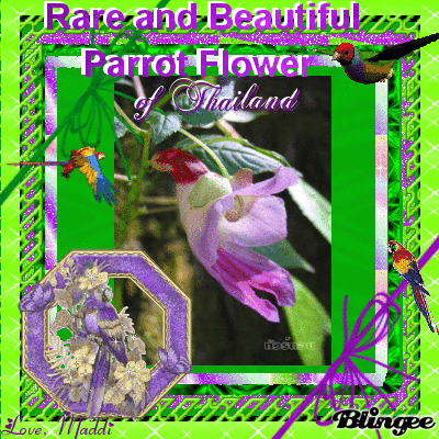Thailand Parrot Flower