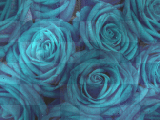 fiori blu