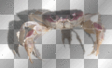 sand crab ' transparent sand crab ' transparent