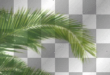 LATO  SUMMER TRANSPARENT BACKGROUND  