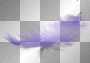 purple feather