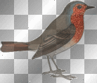 Vogel