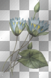 blue lotus