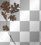 herfst bladeren