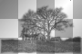 old shacks & tree landscape ' transparent