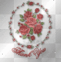 beautiful rose