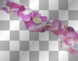 Petals