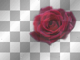 rose rose
