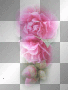 amon / pink / flowers
