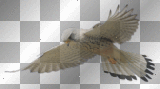 Soaring Eagle