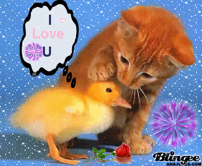 Cat With Duck