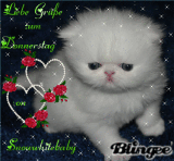 katzenbaby katzenbaby