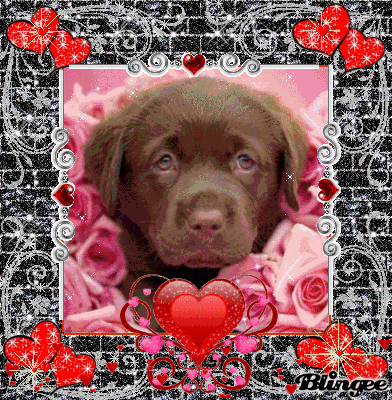 Chocolate Lab Valentine Picture #95619490 | Blingee.com