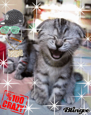 Chav Cat