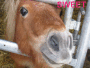 pony
