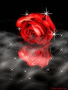 Red Rose