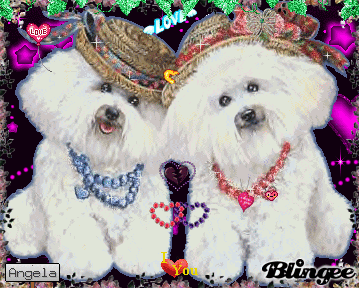 Zwei Susse Hunde Bild Blingee Com