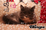 Kitty