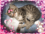 ptite chaton européen