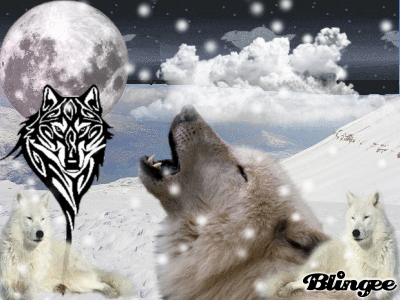 loups blanc