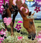 a horse a horse