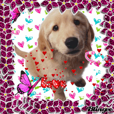 Is love dog♥